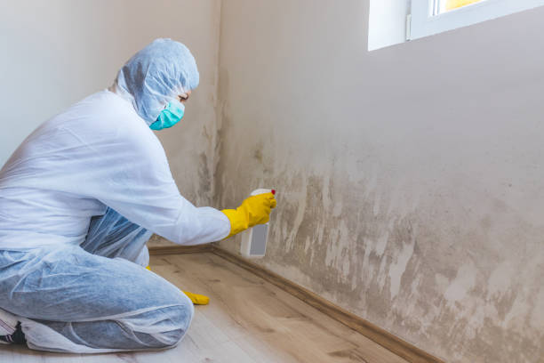 Licensed Basement Mold Remediation service in Belvidere, NC - 24 Hour Mold Removal
