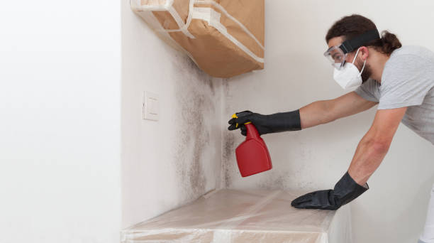 Professional Basement Mold Remediation technician working in Belvidere, NC
